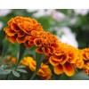 Marigold extract & Lutein