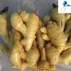 100% Natural Ginger Extract