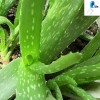 100% Natural Aloe barbadensis extrac
