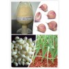 Garlic Extract
