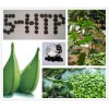 5-HTP Griffonia Seed Extract