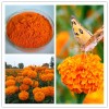 Marigold P.E. Lutein Powder