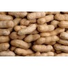 Peanuts for sale