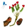 Rhodiola Rosea Extract Salidroside 1%-3%