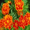 Marigold extract / Lutein