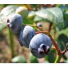 Bilberry extract