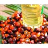 Crude Palm Oil CPO