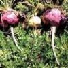 Maca Extract(45%-60%Mecamide)