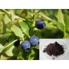 Bilberry Extract- 25%Anthocyanidins