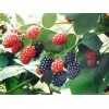 Mulberry Extract- 25% Anthocyanin