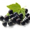 Black Currant Extract-   5%,10%,15%,20%,25% Anthocyanidins