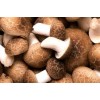 Shitake Mushroom Extract- 10%-50% Polysaccharides