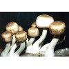 Agaricus Blazei Extract-Polysaccharides & Steroids