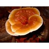 Reishi Mushroom Extract-Polysaccharides & Triterpenoids