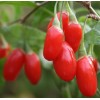 Goji(Wolf) Berry Powder-Polysaccharides