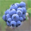 Blueberry Extract-Anthocyanidin