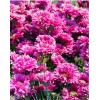 100% Natural Echinacea Extract