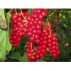Schisandra Extract