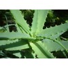 Organic Natural Aloe Vera Extract
