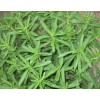 Pure Natural Stevia Leaf Extract /Stevioside, RA