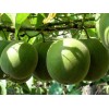 80% Mogrosides Luo Han Guo Extract