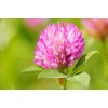 Natural Red Clover Extract 8%~40% Isoflavones