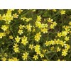 Cat's Claw Extract (Alkaloids 3%)/Buttercup Root Extract
