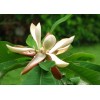 100% Natural Magnolia Bark Extract 50-95% Magnolol+Honokiol