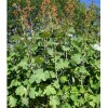 Macleaya cordata extract