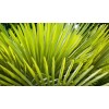 Saw Palmetto Extract