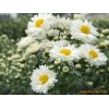 Feverfew Extract Parthenolide/Parithenolide