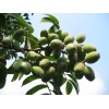 High Quality olive leaf extract