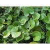 Centella Asiatica extract