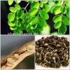 organic Moringa seed extract powder 10:1