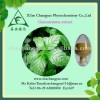 jiaogulan Gynostemma Pentaphyllum extract 20%-98% gypenosides
