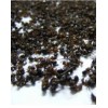 edible insect