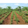 Stevia Cultivation-