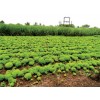 Stevia Cultivation
