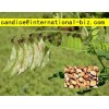 Astragalus Extract