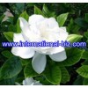 Gardenia yellow