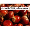 Chestnut Shell Extract