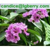 100% Natural Banaba Leaf Extract Corosolic acid for nutritional supplement