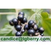 Top quality black currant anthocyanin