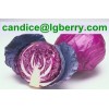High quality red cabbage extract /anthocyanin