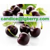 Natural black cherry extract powder