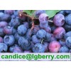 100% Pure organic blueberry concentrate/pure blueberry juice