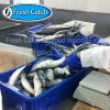 mackerel, Atlantic mackerel, crab