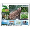 Saw Palmetto Fruit Extract   5% total fatty acid