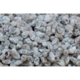 Cotton Seed Extract