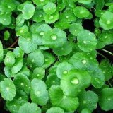 Tripterygium Wilfordii Extract